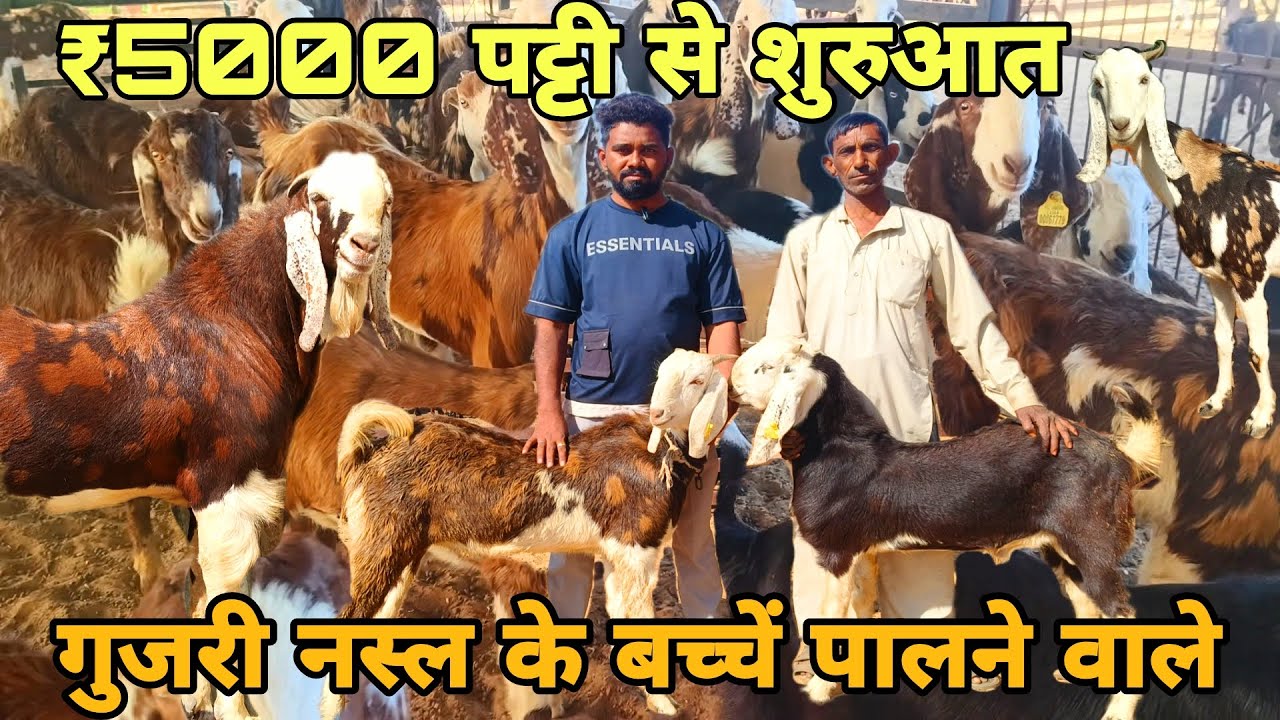 ₹5000 पट्टी से शुरुआत! शानदार गुजरी नस्ल के बच्चें पालने वाले! At visit pk goat farm Ajmer
