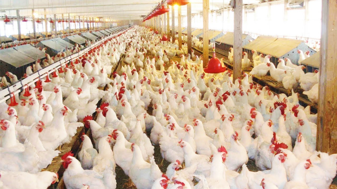 How do poultry farms in the United States manage to produce millions of organic chickens a year
