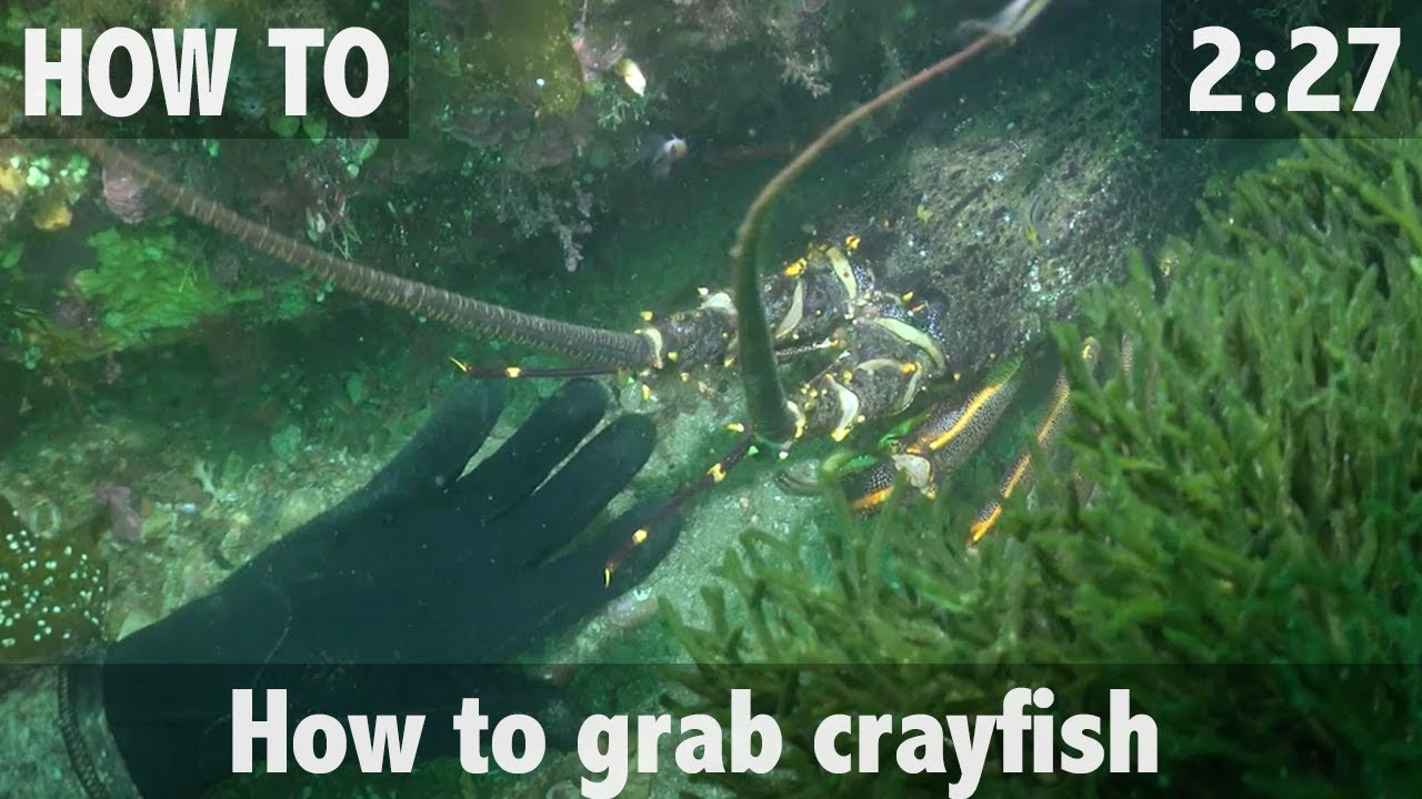 How to Grab Crayfish (Rock lobster)