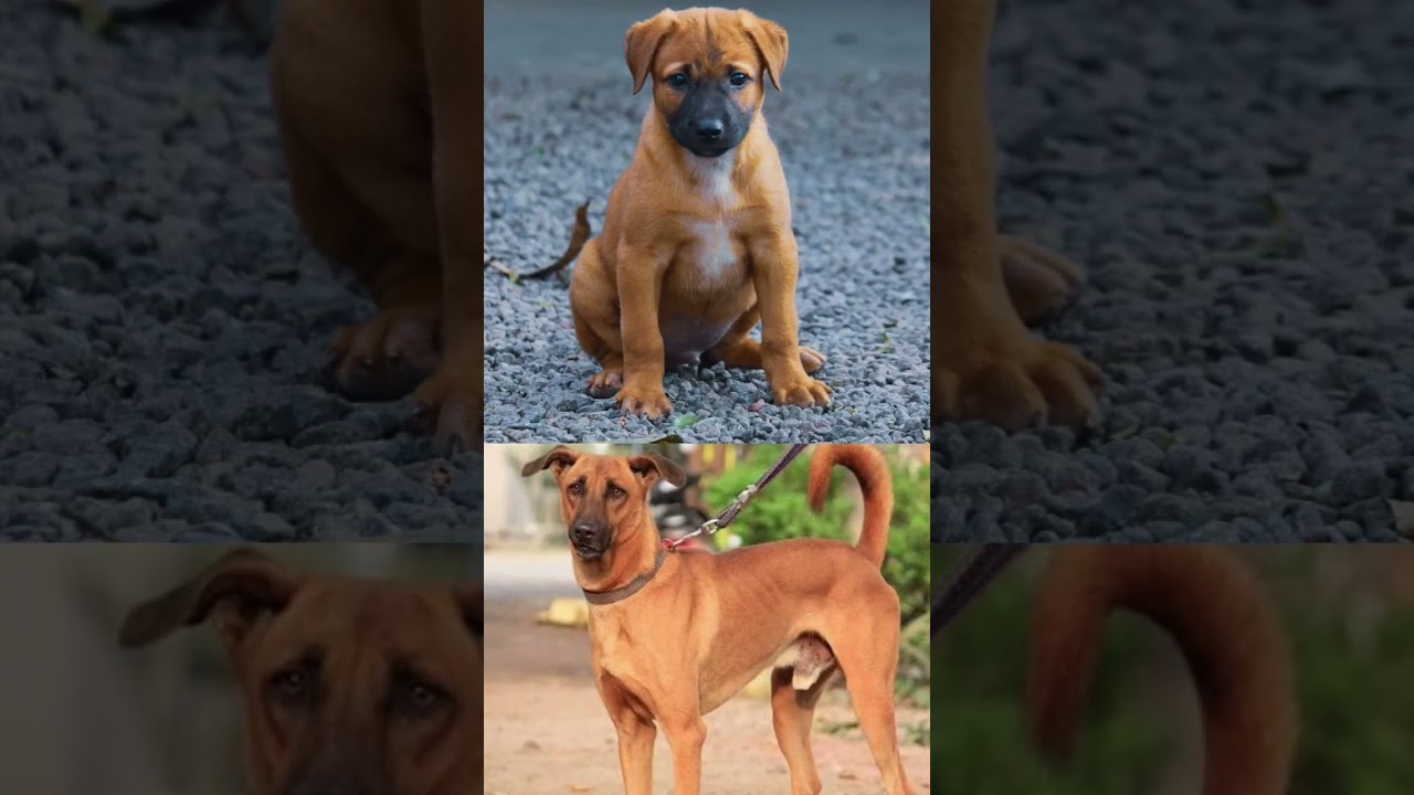 Indian Dog Breeds | Part 2| INDIES | Hunting dogs | Herding Dogs | Trocasm