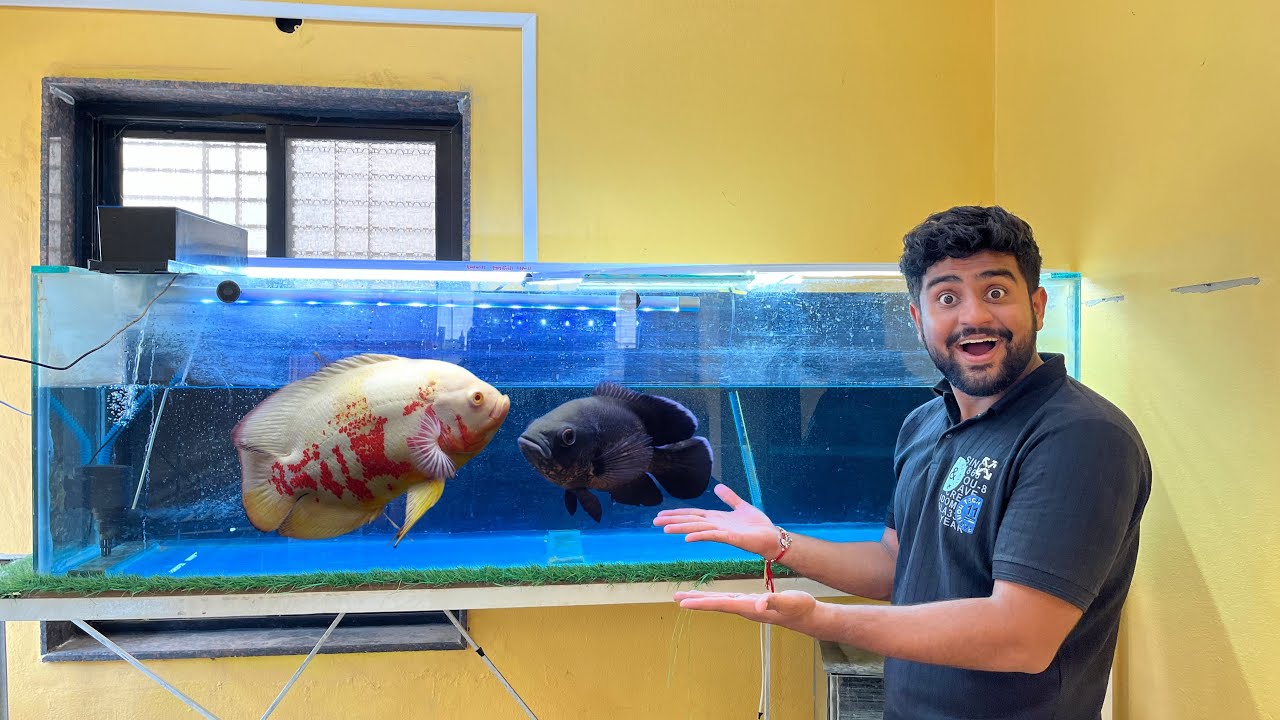 Finally Oscar Fish Ko 6 Feet Tank De Diya #oscarfish
