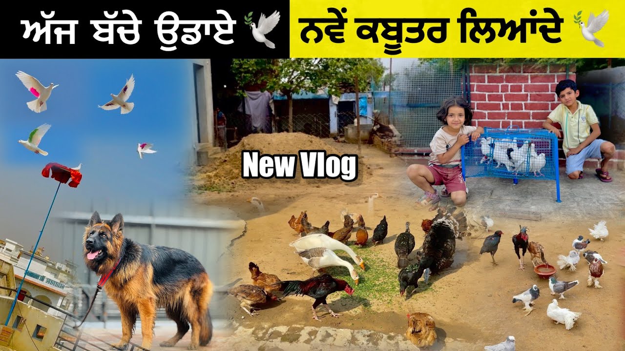 ਨਵੇਂ ਕਬੂਤਰ ਲਿਆਂਦੇ 🕊️|| ਅੱਜ ਬੱਚੇ ਉਡਾਏ 🔥|| BELLA ਹੀਟ ‘ਚ’ ਆਗੀ 🐕|| #kabootar