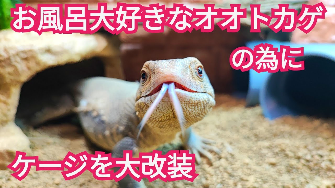 お風呂大好きなオオトカゲの為に改修します