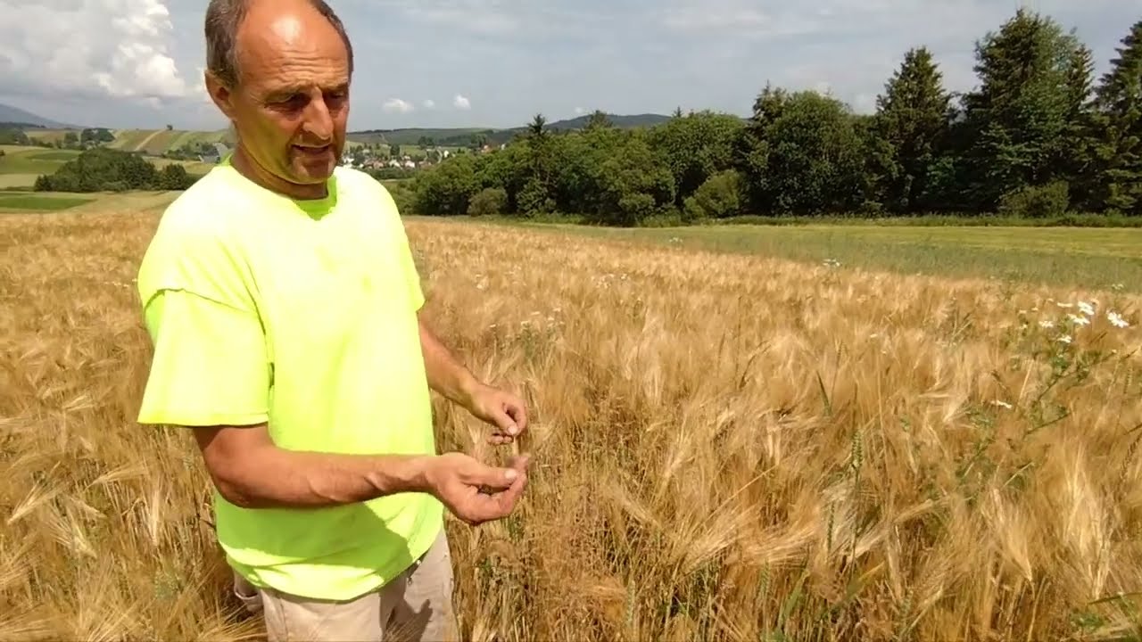 🌾Golden Barley Field ekofertile® & microfertile® / Jačmeň na Orave s ekofertile® & microfertile®