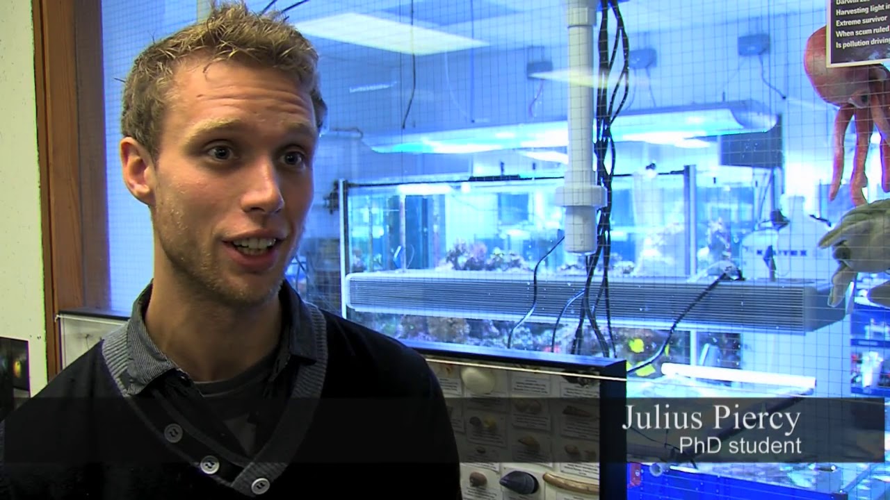University of Essex | Coral reef research