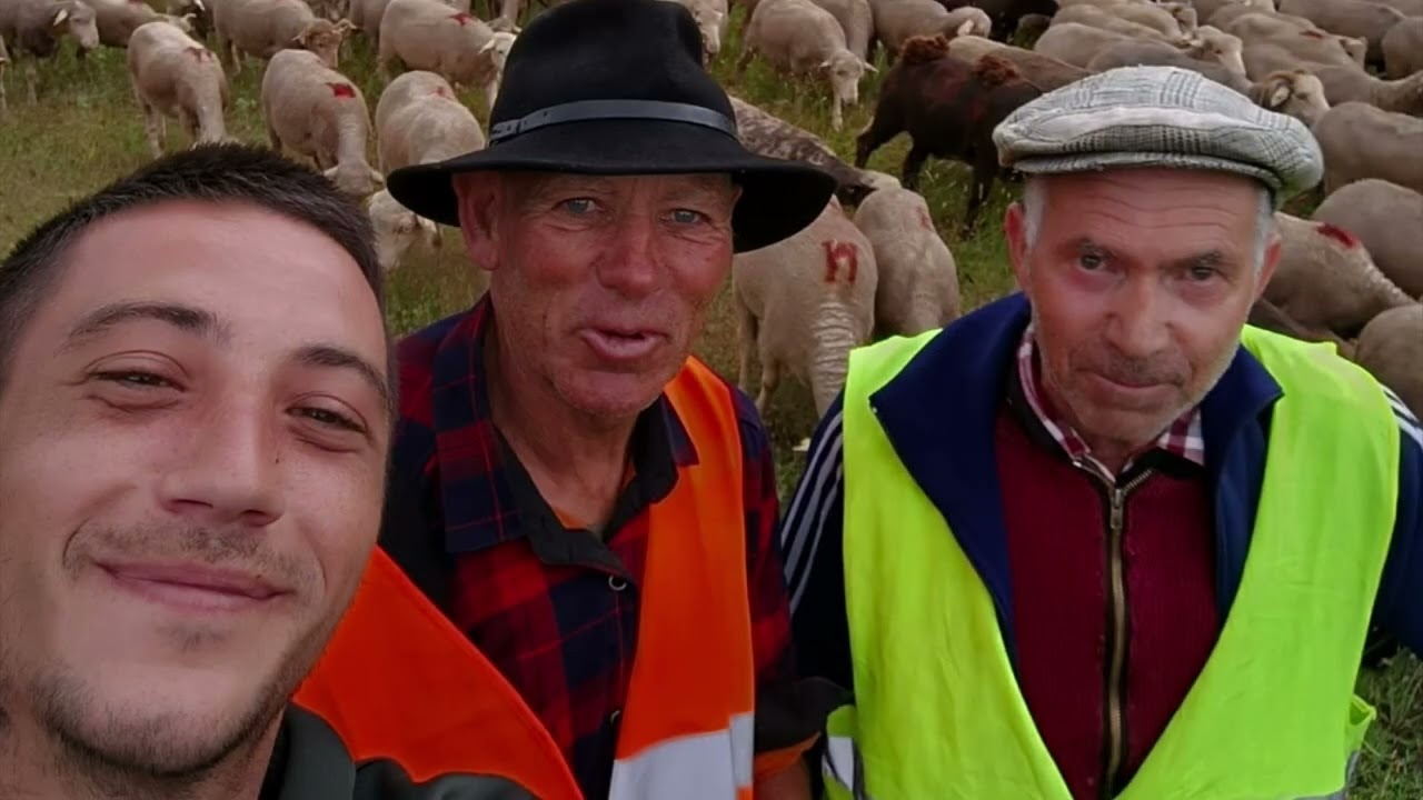 L’histoire d’une transhumance de brebis entre la vallée du Jabron et le Queyras