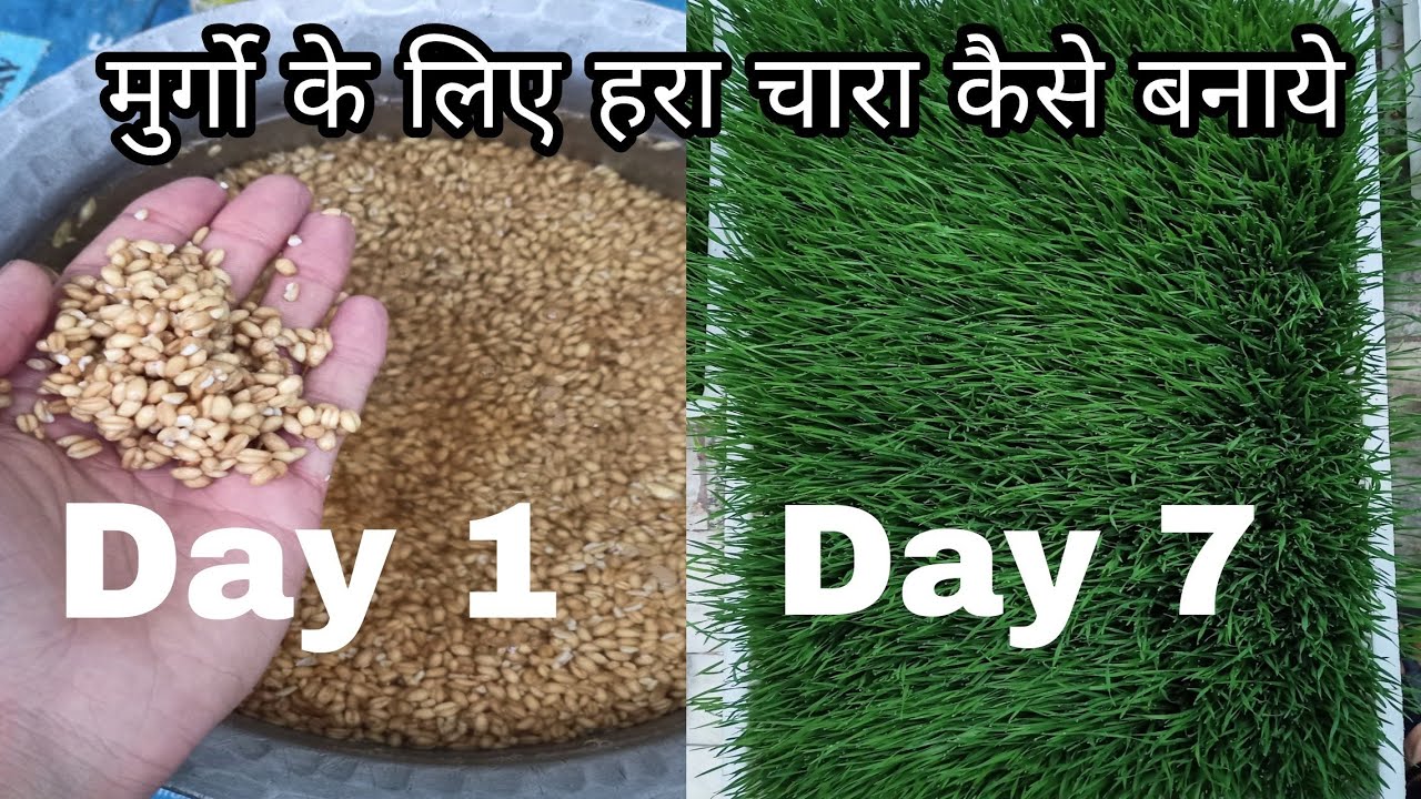 How to make green feed for chicken || Hydroponic farming at home
