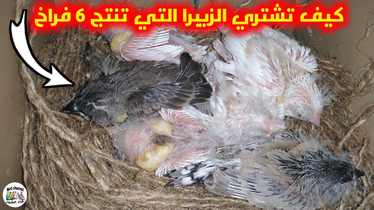 ماوجب معرفته قبل شراء طيور الزيبرا