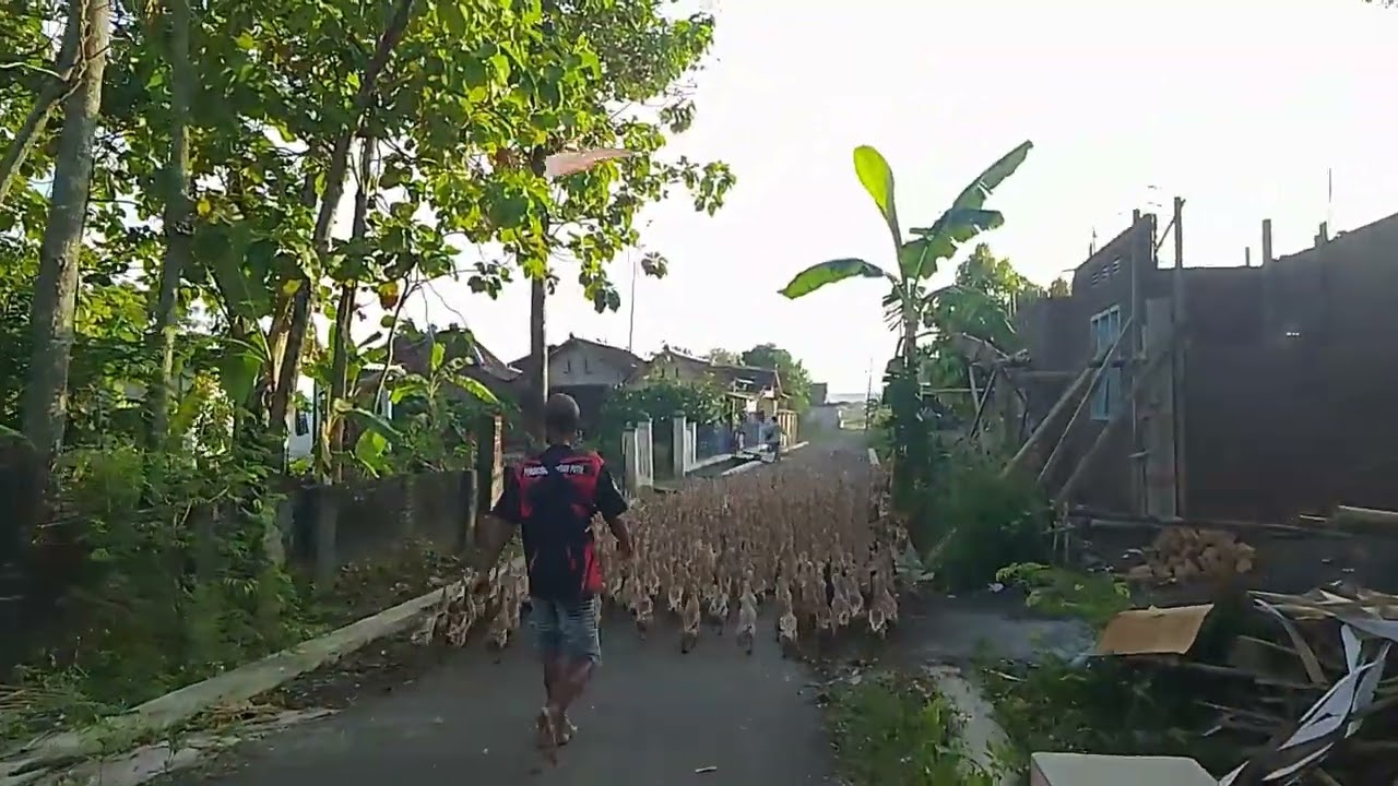 PASUKAN BEBEK - JALAN KAKI ANGON BEBEK