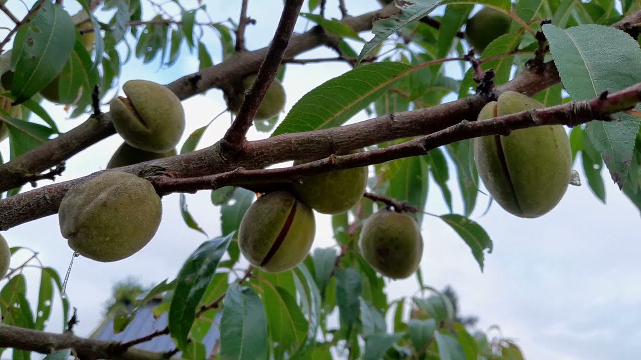 Amandel (Prunus dulcis 'Robijn') in nederland, grote oogsten!