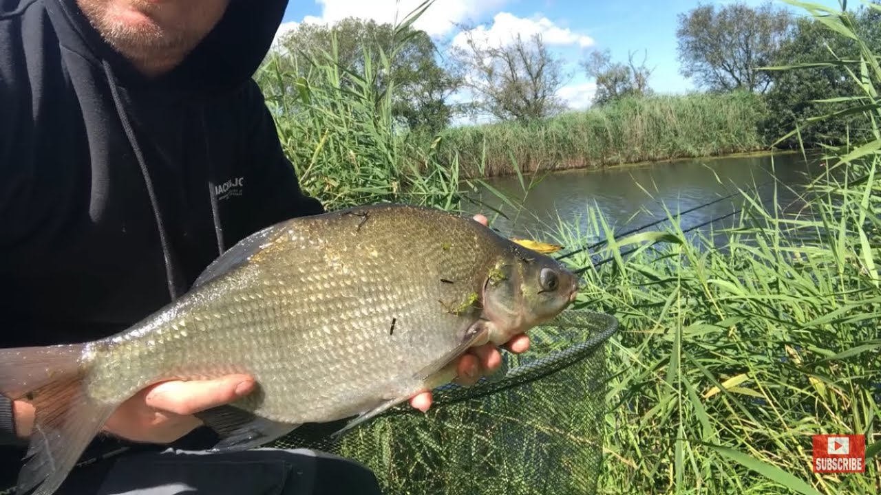 Feeder fishing on the Thurne river. A nice bag of bream on sweet corn. Pellet & crumb groundbait