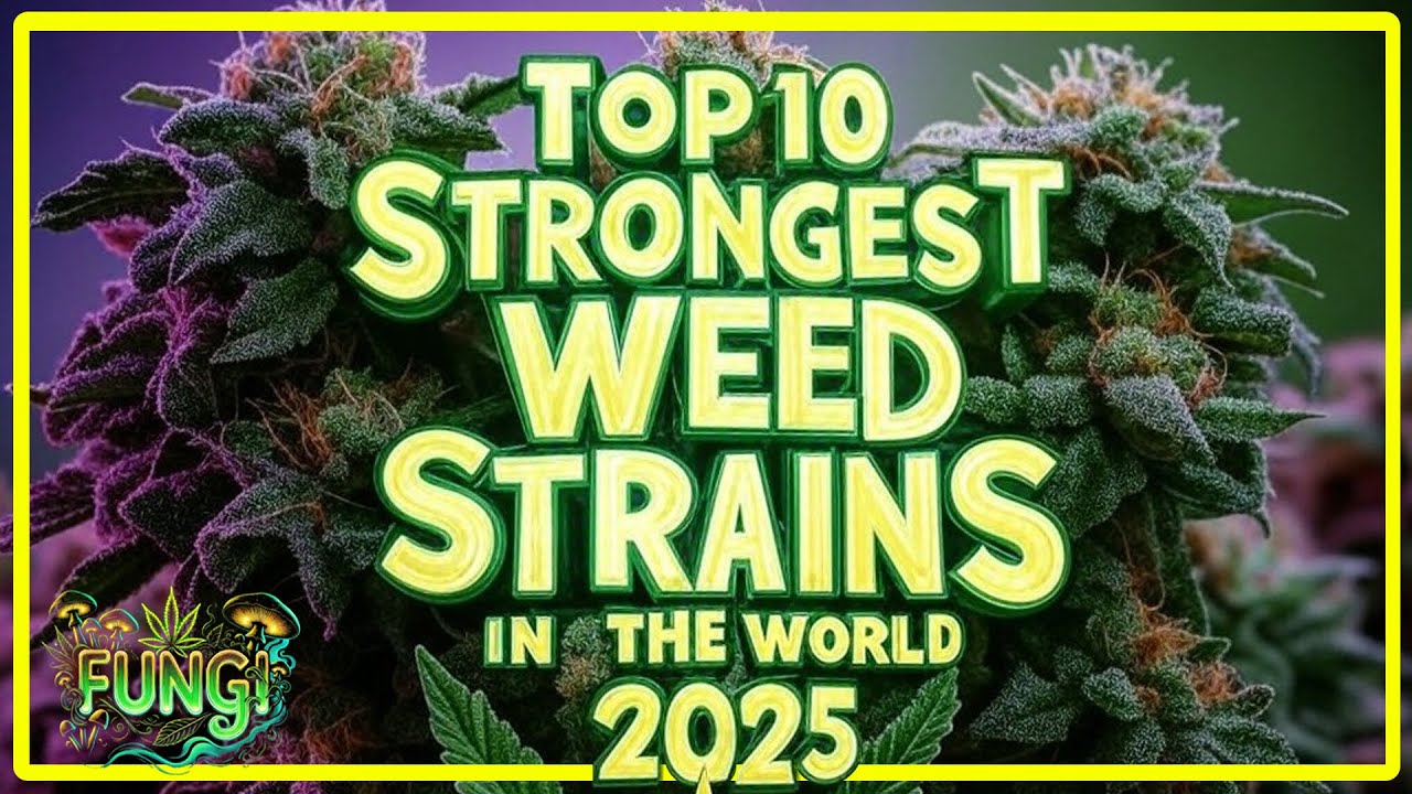 🔥 TOP 10 STRONGEST WEED STRAINS IN THE WORLD RIGHT NOW! 💨 | FUNGI Co News🍃✨