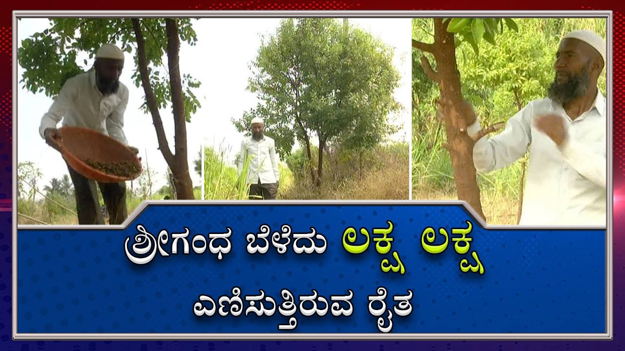 Man Finds Success ‘Sandalwood Cultivation' In Bidar