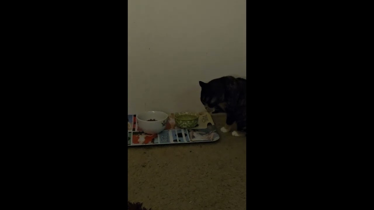 #cat #skiwies