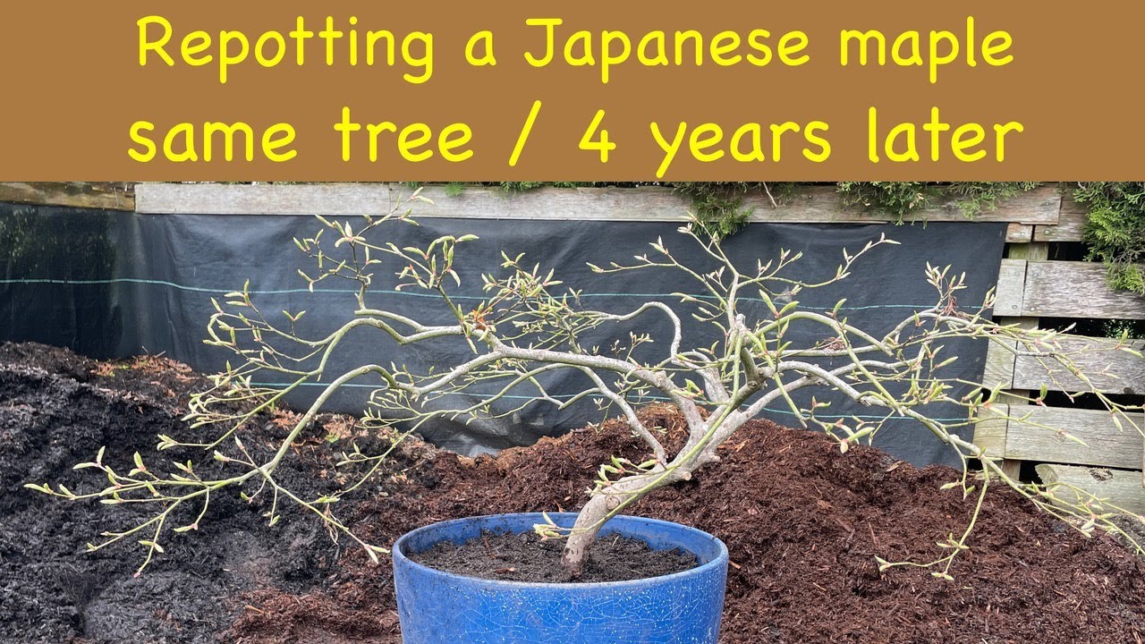 Repotting a Japanese maple, same tree / 4 years later
