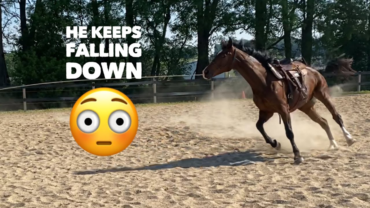 Helping this Warmblood find Balance and Confidence