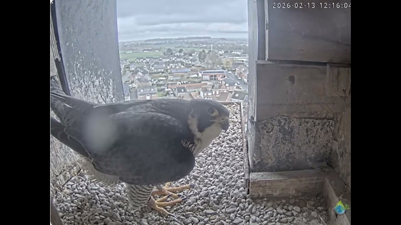 Église Dottignies peregrines bonding 13-02-2026