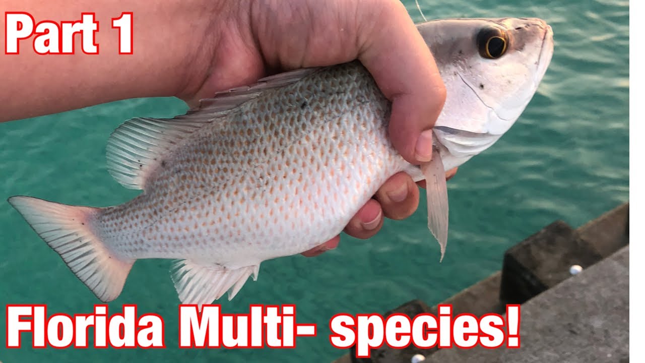 Fishing Off The Beach & Jetties In Anna Maria Island, Florida! Multi-Species Action!!