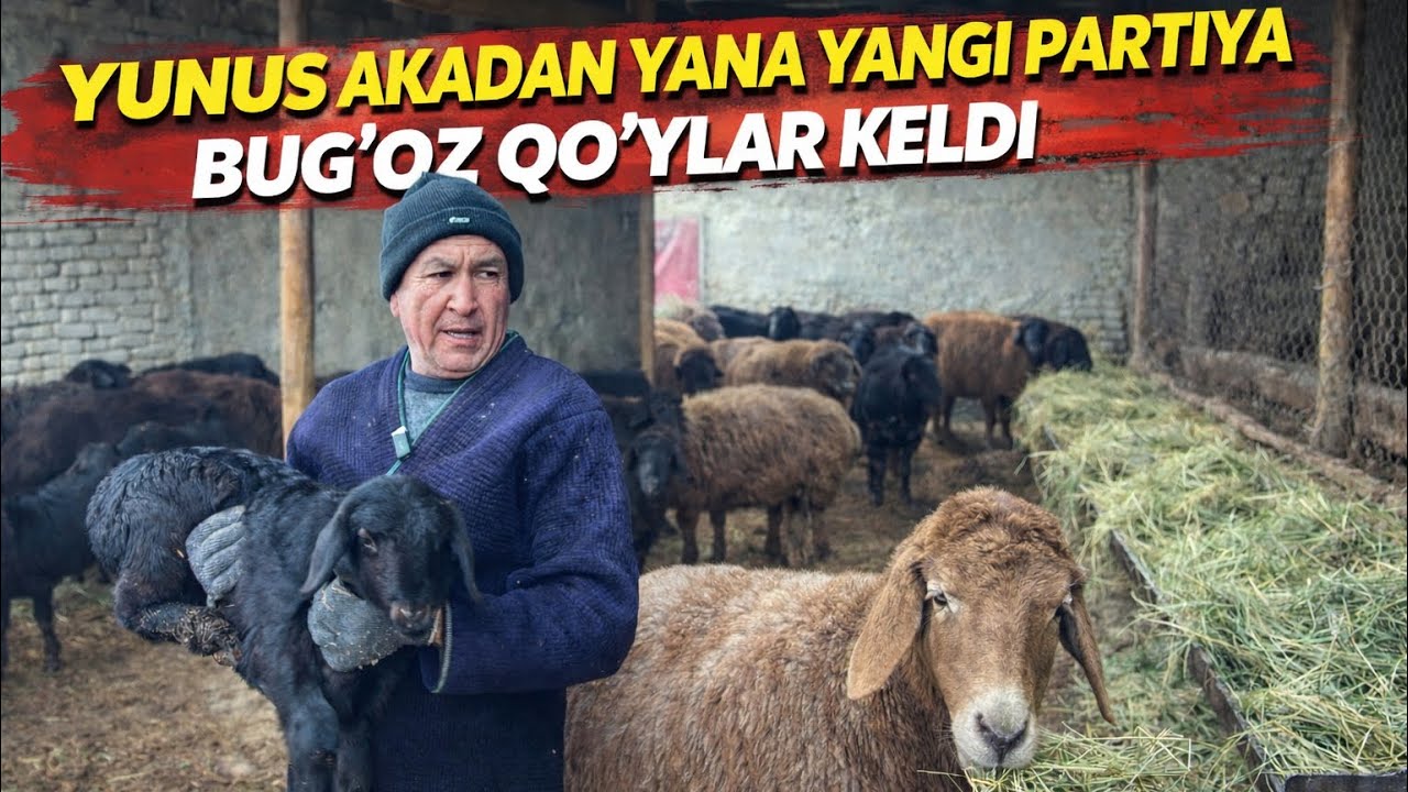 JONDORDA BUGUN QO’Y KELTIRSH BO’YICHA LIDER