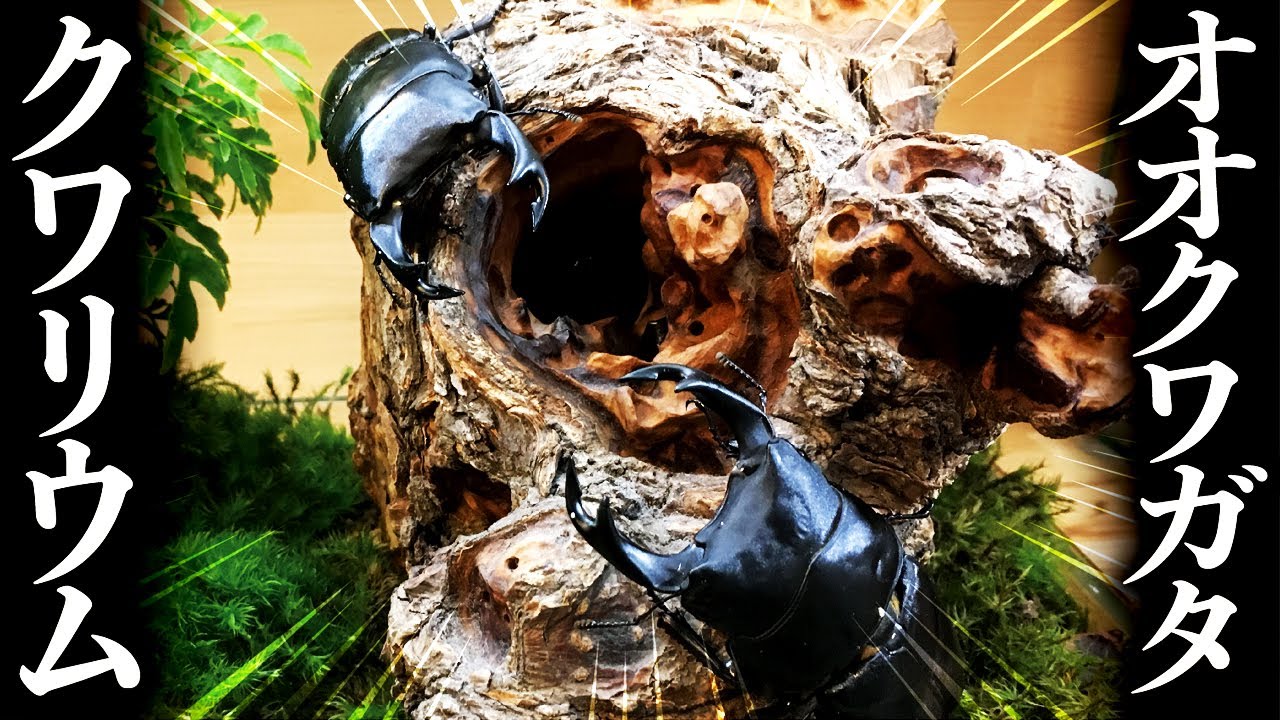 オオクワガタの大型クワリウム制作と行動観察（クワガタ自己満ラボ）