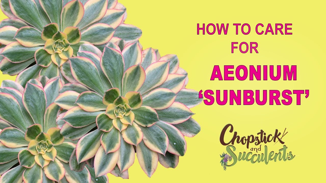 How to Care for Aeonium ‘Sunburst’ (Succulent Care Tips)