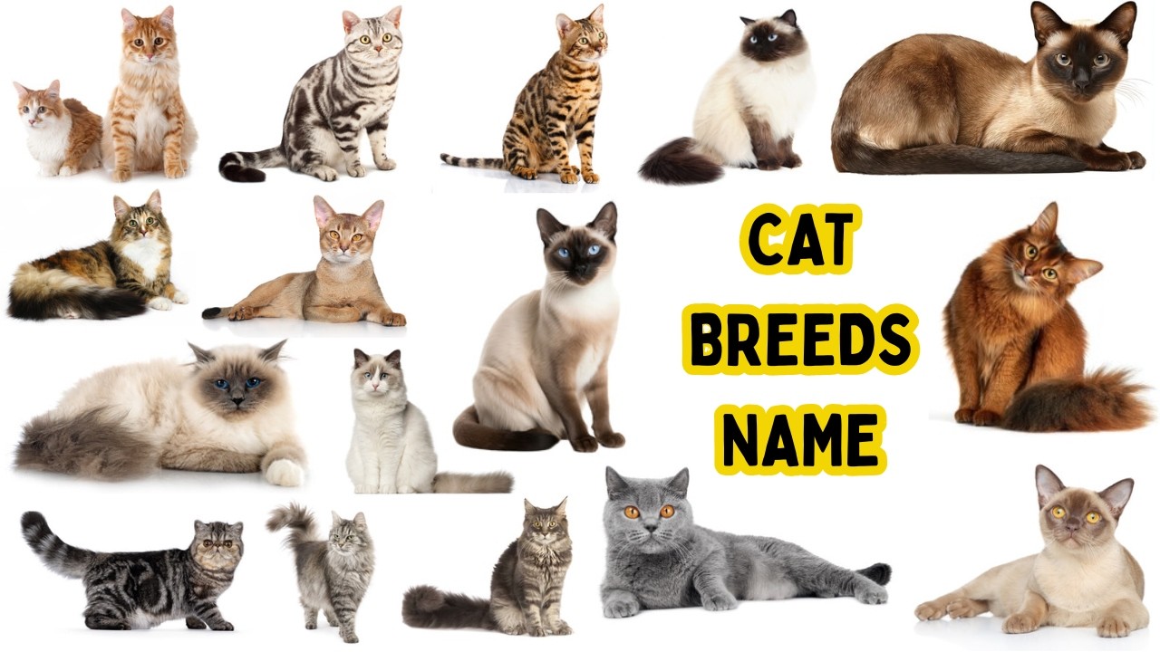 Cat Breeds Vocabulary ll 30 + Cat Breeds Names In English With Pictures ll 30+  Popular Cats