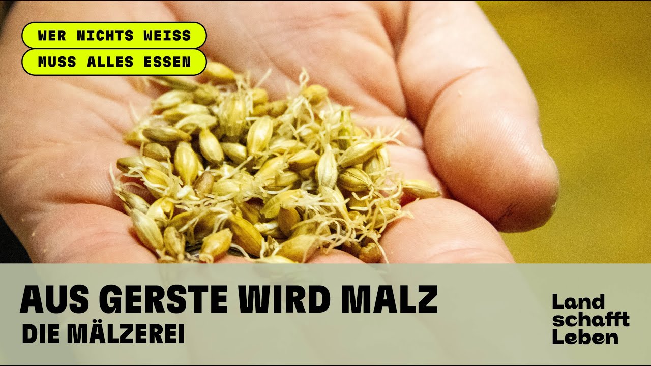 Aus Gerste wird Malz &ndash; Die M&auml;lzerei