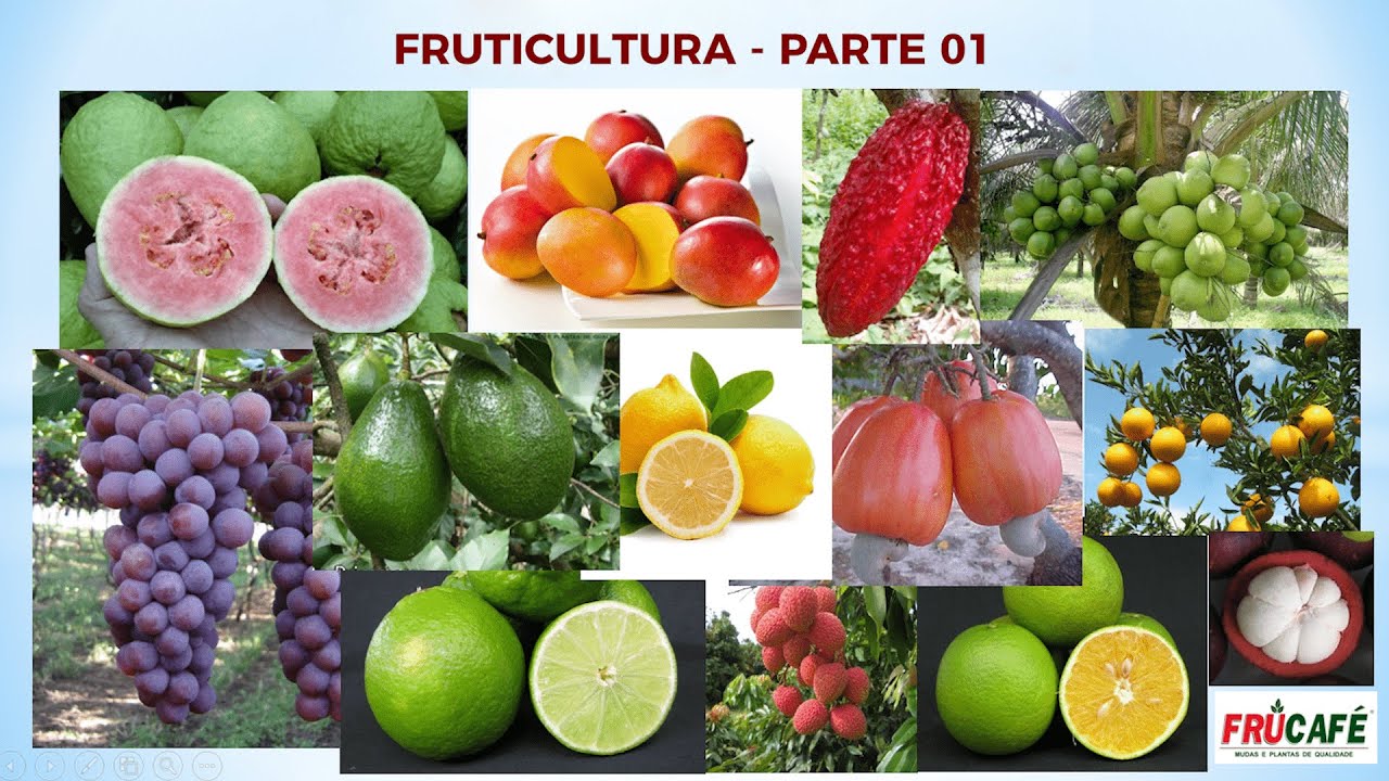 Fruticultura - Oportunidade de Diversificação e Renda - POR QUÊ? - PARTE 01
