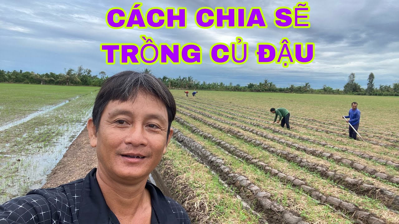 CÁCH TRỒNG CỦ ĐẬU HAY GỌI CỦ SẮN MIỀN TÂY