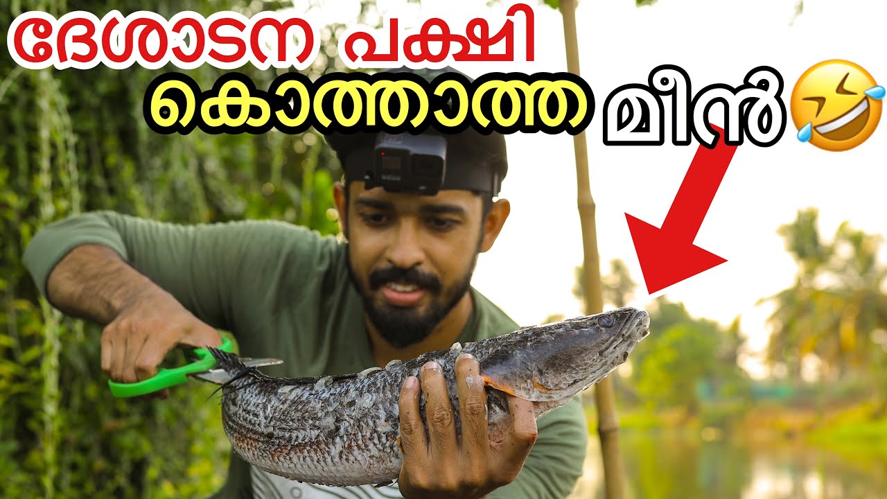 തോടും..തൊടിയും..തോട്ടിലെ മീനും..ആഹാ വേറെ ലെവൽ!!!😍|Kerala fishing for snakehead| Instant cooking