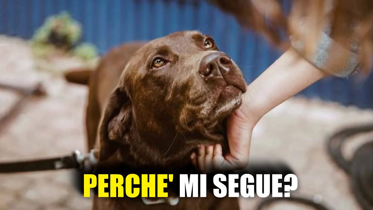 Perché il Tuo Cane ti Segue Costantemente?