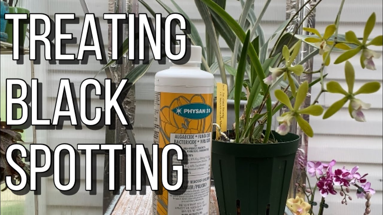 Treating Sick Orchid w/ Mysterious Spotting w/ Physan 20