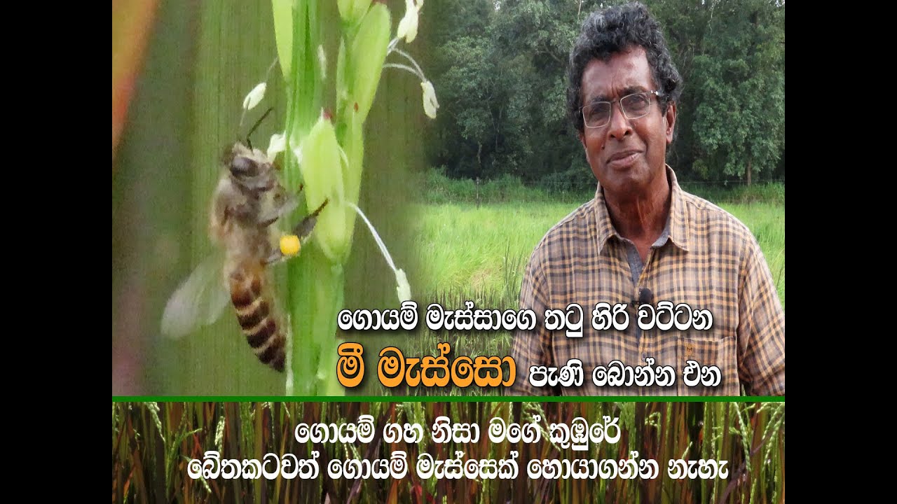 ගොයම් මැස්සගේ තටු හිරි වට්ටන මී මැස්සෝ - පරිසරවේදී තිලක් කන්දේගම @kandemahagamaya