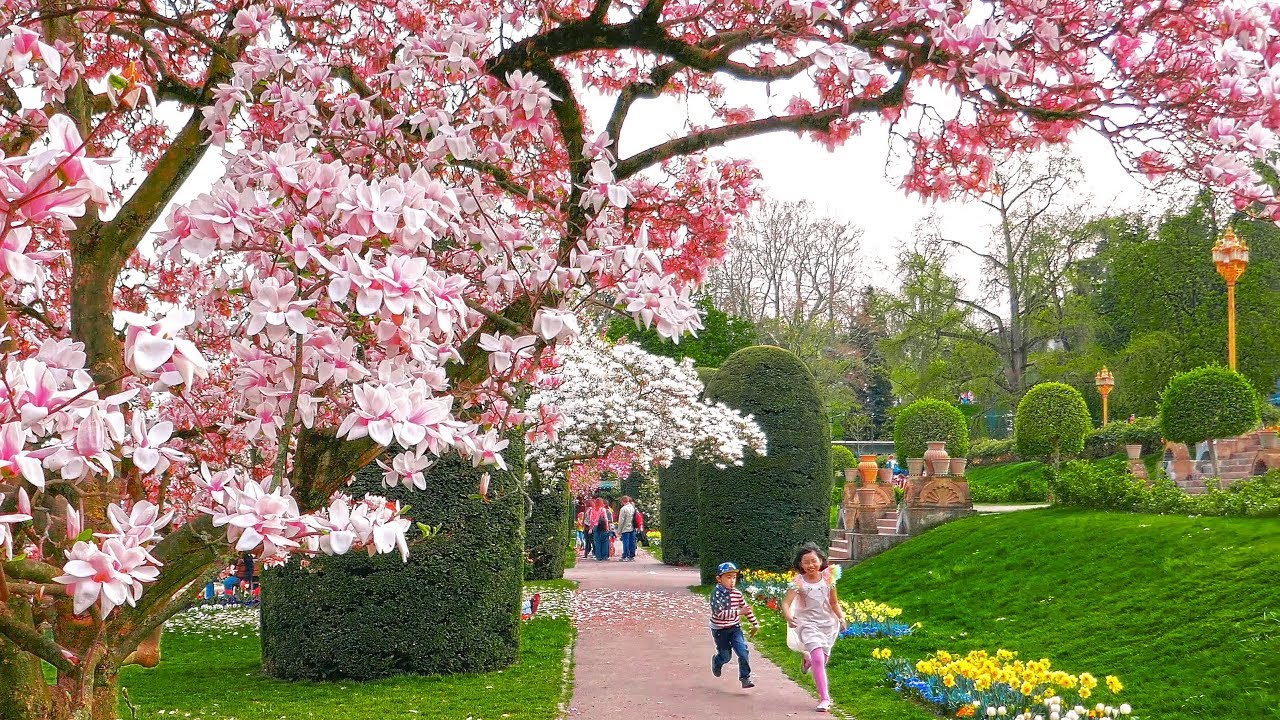 Germany Stuttgart city park Wilhelma & beautiful Magnollia.