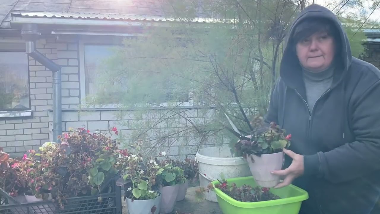 First Frost // Time to Bring My Begonias Inside 