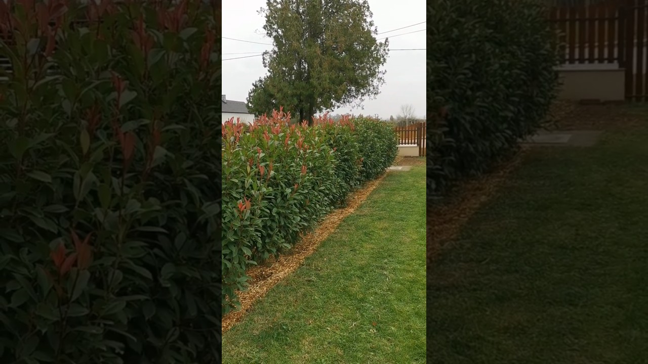Photinia Red Robin Hedge: 4-Year Growth Timelapse