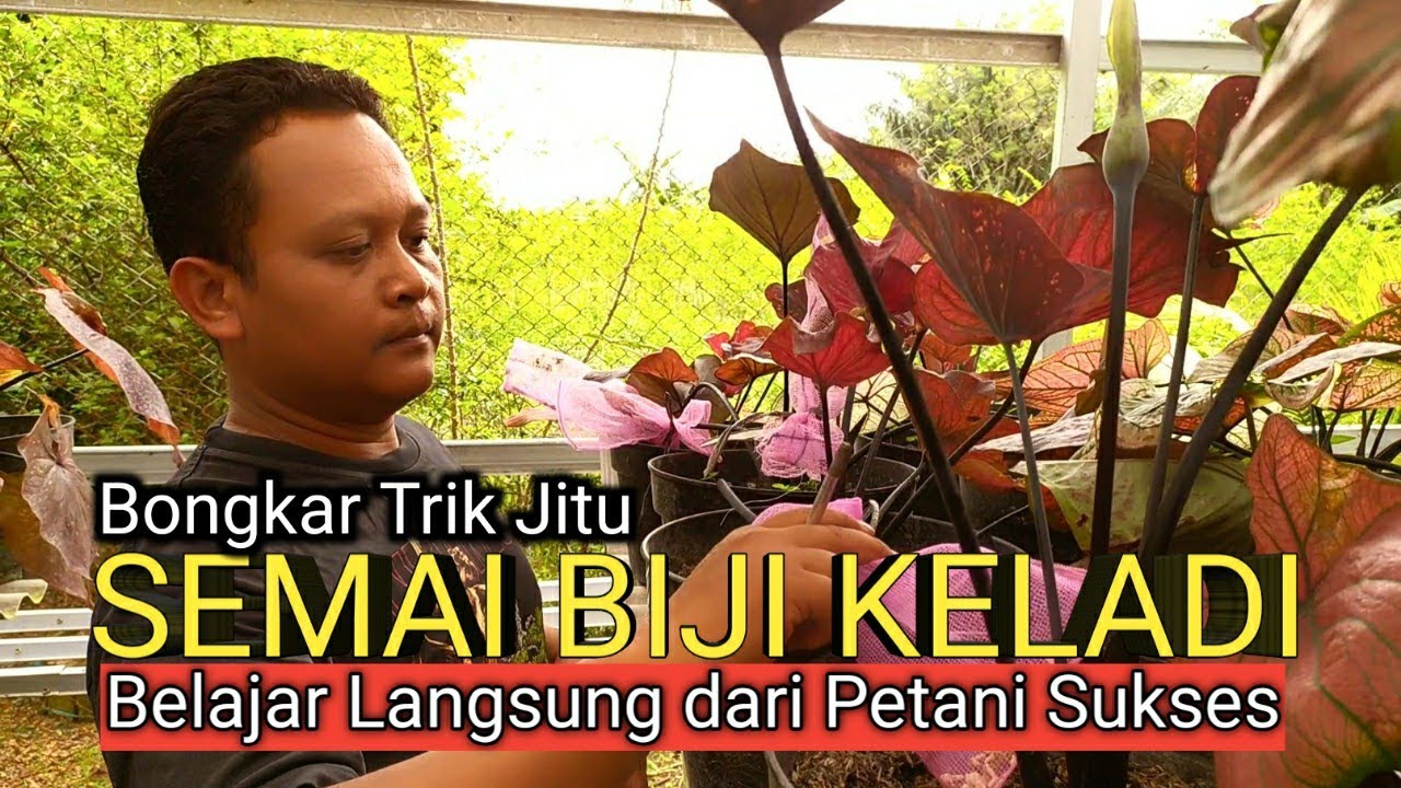 Cara Mudah Semai Biji Keladi Hibrid | Belajar dari Petani Sukses | omded jalan jalan #56
