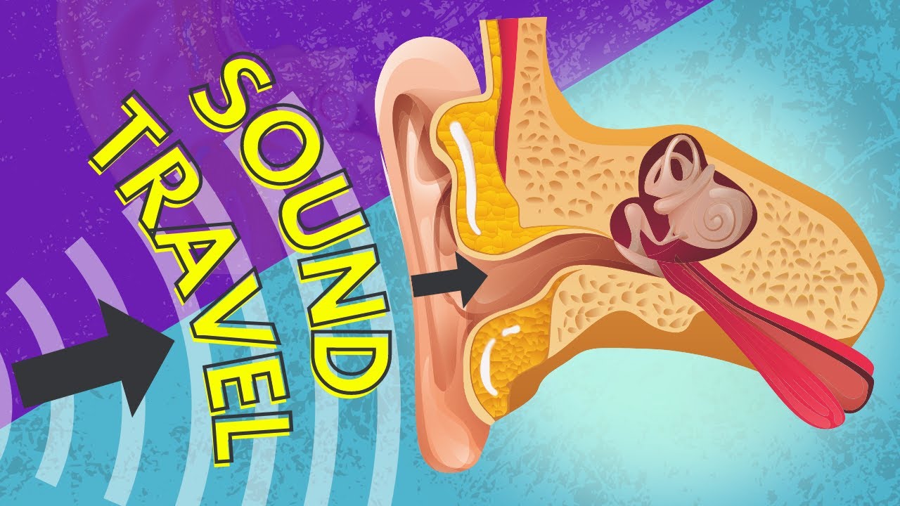 037 How Sound is Transferred to the Inner Ear