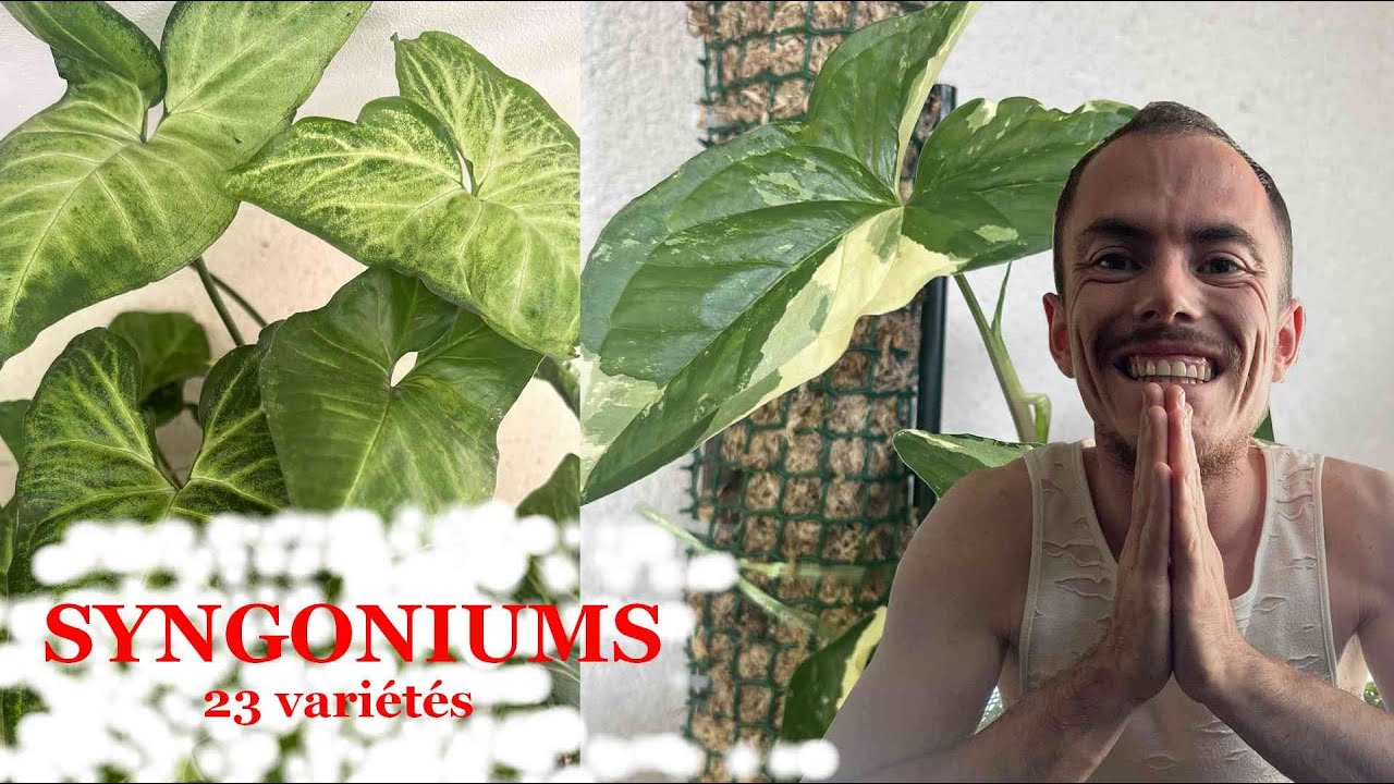 SYNGONIUMS - 23 espèces à te (re)présenter !!!!
