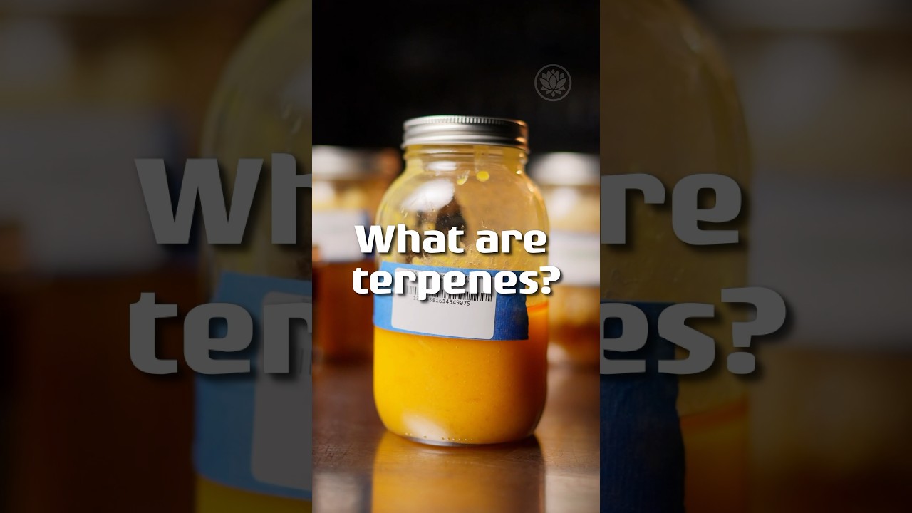 What are terpenes?