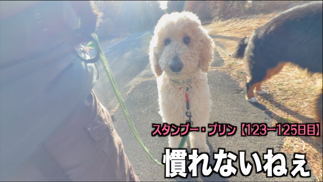 我が家に来て4ヶ月・・【プードル123 125日目】