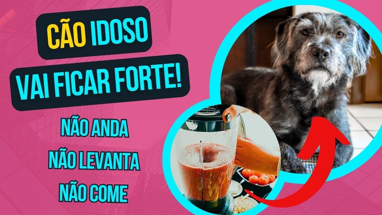 CACHORRO IDOSO NÃO ANDA NÃO LEVANTA NÃO COME DIREITO COMO CUIDAR PARA TORNAR CÃO FORTE DE NOVO