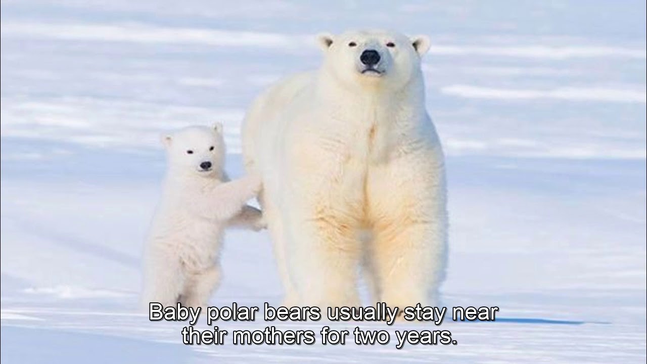 Polar Bears, listening TRINITY ISE - Foundation, level pre-intermediate, task 2.