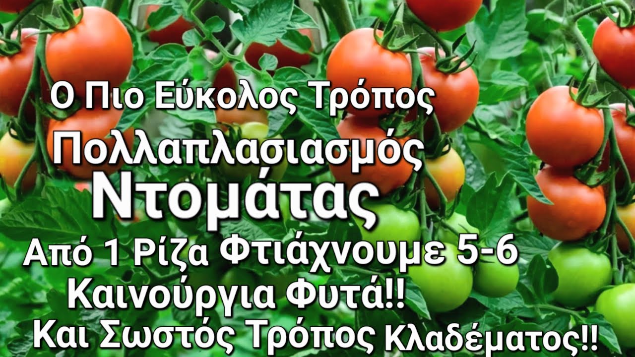 Πολλαπλασιασμός Ντομάτας - Ο Ποιο Εύκολος Τρόπος Για Να Πολλαπλασιάσουμε Ντομάτα & Πως Να Κλαδεύουμε