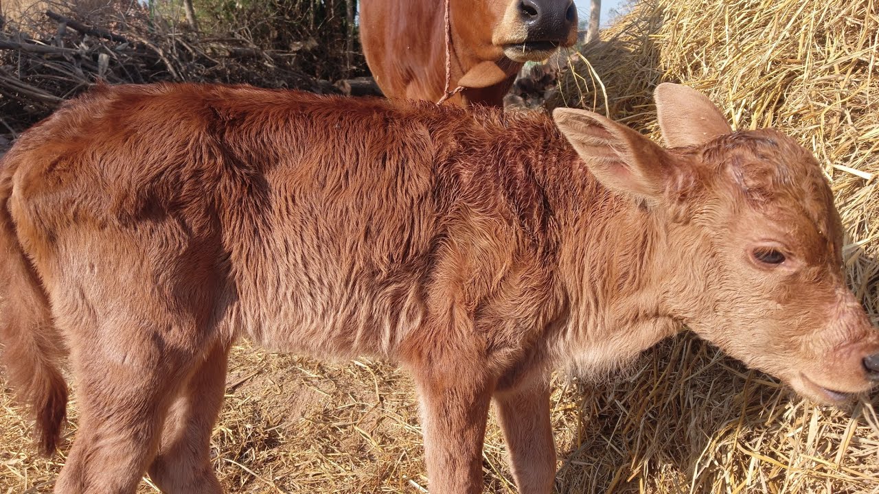 #india Cow Is A Beautiful 😻 @OD_COW 