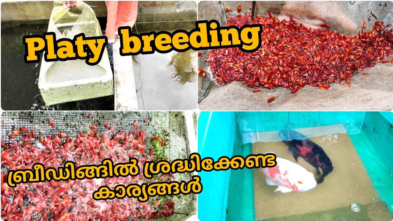 platy wholesale ആയിട്ട് എങ്ങനെ ബ്രീഡ് ചെയ്യാം