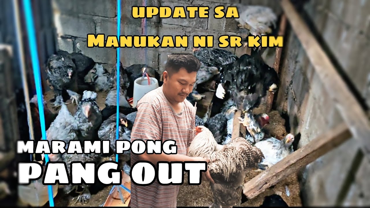 Update sa mga alaga ng manok ni sr kim,andming for out .ang gaganda