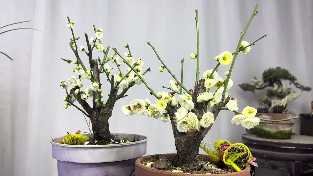 园艺师教你：盆栽梅花的花期应该怎样养护？很实用！赶紧看看 梅花盆景开花了，注意这3点花期长香味浓郁。#盆栽梅花 #梅花盆景 #梅花 #梅花盛开