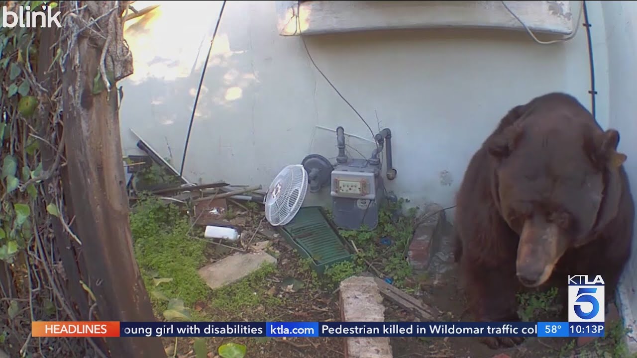 Homeowner plans to sue over bear that won't leave | Wild Animals SoCal