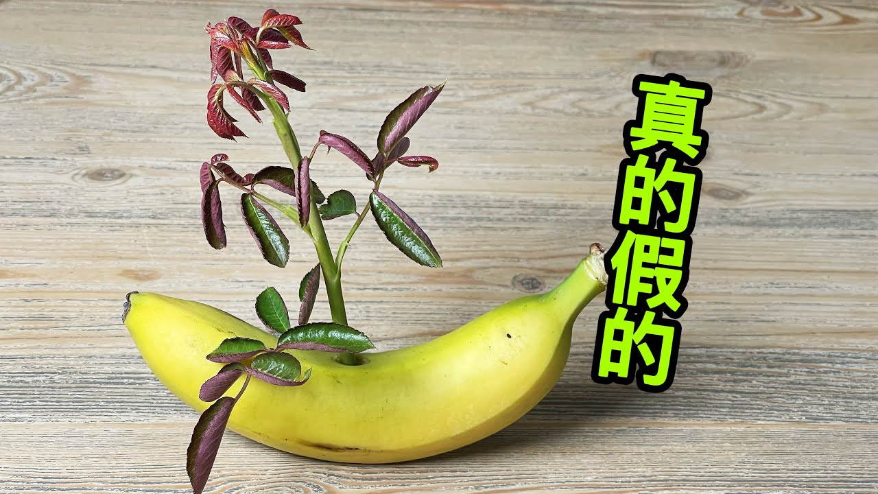 香蕉提高扦插成功率，蕉皮素的功效！园艺篇464